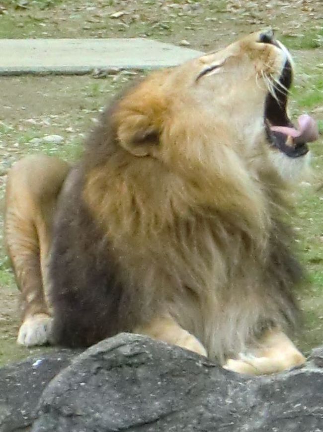 名古屋の動物園といえば東山動植物園！<br />ただいま紅葉まつりも開催中！！（紅葉約５００本）<br />そんな中、名古屋まつり２０１０での無料開放から１ヶ月経たずしてまたまた無料開放です！<br />無料と聞けば行くしかない！！<br /><br />【２０１０年１１月無料開放施設】<br /><br />１４日（日）東山動植物園、スカイタワー<br />１８日（木）ランの館 <br />１９日（金）徳川園、名古屋城 <br />２１日（日）白鳥庭園、農業文化園（農業科学館・フラワーセンター） <br />２３日（祝）東谷山フルーツパーク（世界の熱帯果樹温室）<br /><br />名古屋まつりでは１日で１３施設が無料でしたが今度は日を分けて無料になります。<br /><br />詳細は名古屋市のホームページまたは各施設のホームページで<br />http://www.city.nagoya.jp/ryokuseidoboku/page/0000017661.html<br /><br />東山スカイタワー<br />http://www.higashiyamaskytower.jp<br />午前９時〜午後９時<br />午後５時からは駐車場無料（毎日）<br /><br />東山動植物園<br />http://www.higashiyama.city.nagoya.jp<br />午前9時〜午後4時50分<br /><br />１８日　ランの館<br />http://www.rannoyakata.net<br />あわてサンタのファンタジックXmas開催初日（１７時〜）<br />当日はおもてなし武将隊やはち丸くんも登場するそうです！<br /><br />１９日　徳川園<br />http://www.tokugawaen.city.nagoya.jp<br />夜間特別開園（〜２０時３０分、入場は〜２０時）も合わせて開催！<br />夜桜ならぬ夜紅葉が楽しめそう！<br /><br />名古屋まつり２０１０の旅行記<br />http://4travel.jp/traveler/micchan1636/album/10512302<br />夏ごろの旅行記<br />http://4travel.jp/traveler/micchan1636/album/10475311<br /><br /><br />今朝はちょっと天気が悪くて曇り空ですが天気予報では今後晴れ間も見えるようになるらしいです。（←雨もなく１日もちました）<br /><br />