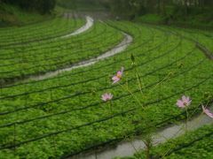 安曇野女ひとり旅～小雨のわさび田とお宿「なごみ野」