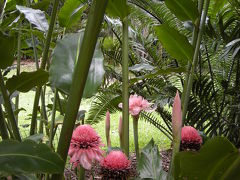 ケアンズ再訪　2010秋①植物園