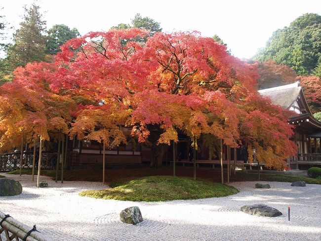 雷山千如寺は７２５年にインドの僧清賀上人が開創したと伝えられている古寺です。この寺の前庭にある大きなカエデ（樹齢約400年）の木は紅葉が美しく、毎年この時期には話題となります。今年は夏に暑い日が続き、10月まではその影響が続いていたのに対し、最近の急激な冷え込みと雨の少なさから、例年以上の美しさを保っていました。やや曇りがちだったのですが、ちょうど日が射すこともあり、美しさがさらに際立ちました。この寺の本尊の十一面千手千眼観音像は僧清賀上人が白椿の一木を一刀三礼して造ったもので高さ4.6ｍあり国の重要文化財となっています。高さ4.6mはとにかく大きく、ビルの３階程度までありよく１本の木で彫ることができたなと感心します。