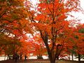 ２０１０　紅葉狩りドライブ　その１　～安芸高田市甲田町・唯称庵跡のカエデ林～