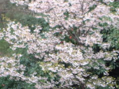 桜の庭でランチ☆