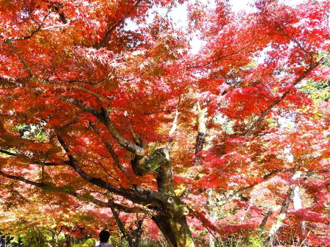 　紅葉シーズン真っただ中。今年は九年庵 (参考) http://www2.saganet.ne.jp/k-kyokai/kunenan.html 周辺を訪問&amp;散策して来ました。赤色と黄色が織り成すコントラストが最高でした。