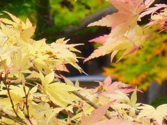 京都・紅葉めぐり