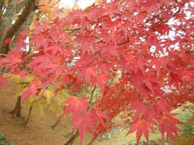 10年 紅葉の津和野 太鼓谷稲成 城跡 町の中 津和野 島根県 の旅行記 ブログ By イロコさん フォートラベル 10年 紅葉の津和野 太鼓谷稲成 城跡 町の中 津和野 島根県 の旅行記 ブログ By イロコさん フォートラベル