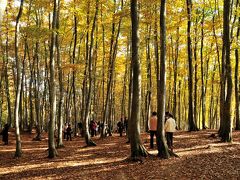 図らずも紅葉1　松之山