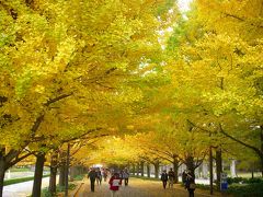 2010年11月　紅葉まつり開催中　ｉｎ　国営昭和記念公園