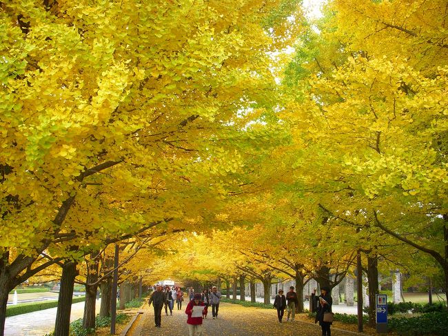 すっかり昭和記念公園にハマってしまい、またまた行って参りました（笑）<br />日本庭園のモミジも素敵ですが、まばゆいばかりのイチョウ並木が見事でした！<br /><br />それでは「紅葉まつり開催中 in 国営昭和記念公園」の始まり始まり〜！<br /><br />※宜しければ、デジブックも見て下さいね♪<br />　<br />「2010年 秋色紀行 〜昭和記念公園編〜」<br />http://www.digibook.net/d/6104cfbba1d9b21c663623a77b5d9f66/?m