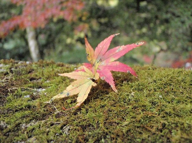紅葉の季節に〜と思い、箕面の大滝も楽しみつつ〜<br />お参りに行って来ました♪（*^_^*）