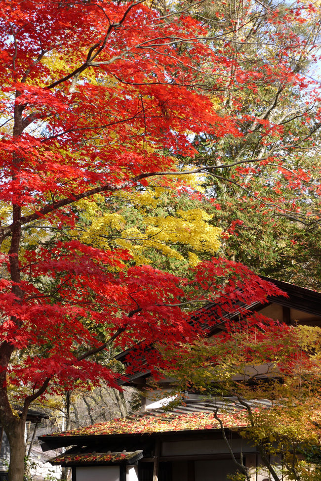 紅葉を楽しむべく、「みちのくの小京都」と称される角館へロングドライブに行ってきました（⌒▽⌒）<br /><br />高速道路沿いの木々も赤色はなかったものの、全体的に黄金色に輝いていてとてもきれいでした☆☆<br />同行者がいないので、走行中の写真がないのが残念です（悲）