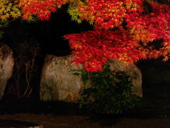 京都紅葉漫ろ歩き　南禅寺界隈～天授庵のライトアップ