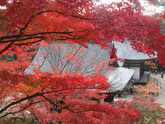 京都の紅葉2010年②　高雄　神護寺