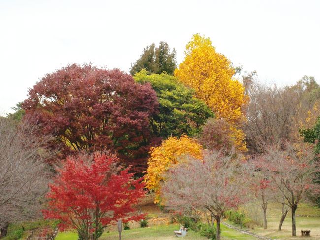 　さぬきにも，ようやく紅葉の季節がきました。土日は混みそうなので，夫の代休にあわせて，平日に車で出かけました。<br />　まずは，高松の南東にある公渕森林公園へ。<br />　我が家から車で２０分ほどです。秋には菊の展示をしているので，毎年行っていますが・・<br />　<br />　その後，八十八番札所大窪寺へと，回りました。<br />　　　　　　　<br />　　　　　　　　さぬきの紅葉②「大窪寺」につづきます。