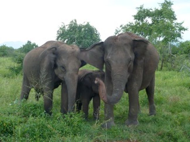 スリランカの自然の醍醐味は想像以上です。<br />Yala（ヤーレ）自然国立公園のレオパードは残念ながら見れませんでしたが野生の象の群れには何度も出くわし、感動です。<br />Kulu Safariという会社が公園内に快適なキャンプをアレンジしています。<br />朝、夕と動物が活発に動き回る時間帯に見る事が出来るので日帰り観光とはひと味違う記憶となりました。夜遅く象同士が喧嘩をしている音が聞こえたり。。<br />キリンはいないけどアフリカまで行かなくても十分自然を満喫。