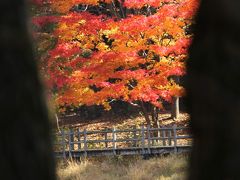 ひとり旅 ［817］ 自然探勝路に咲く豊かな色彩のカエデ＜瀬戸内海国立公園‘極楽寺山～蛇の池’＞広島県廿日市市 