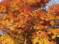 紅葉の河口湖