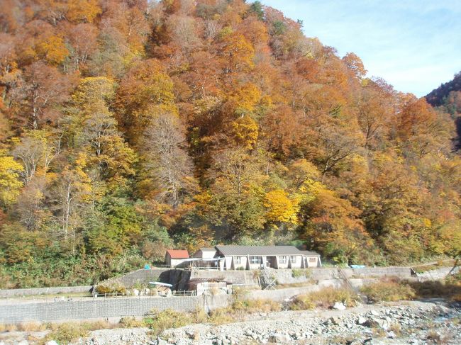 黒部峡谷鉄道に乗るのは初めてである。なるほどトロッコ列車と銘打つだけあって、車両もミニサイズである。天井に頭をぶつけてしまいそうで、車両の中ではつい屈むように歩いてしまう。<br />電源開発は国策だったとはいえ、よくもこんなところに線路を敷いたと感心するくらいな路線である。直角に近いカーブや無数のトンネルを抜けながら、列車は急峻な渓谷にへばりつくように走る。宇奈月を出発してしばらくは川の右岸を走るので、客車の右側には川越しに山肌いっぱいに展開する紅葉を楽しむことができる。<br />1時間20分ほどで欅平に到着。ここから40分ほど歩くと、祖母谷温泉に到着する。駅から一時間以内という地の利（？）を誇りつつも、ここはれっきとした山小屋である。山小屋ゆえにアメニティグッズなどは期待できないし、食事の時間も決まっているし、混雑すれば相部屋覚悟なのだが、運よく一人で部屋を占有できた。ちなみに温泉は24時間入れるという。<br />さっそく露天風呂へ。源泉は100度近い高温なのだそうだが、お湯はややぬるめでゆっくりはいることができる。山奥のこのあたりでは、紅葉もピークを少し過ぎたくらいである。渓谷を吹き抜ける風はかなり冷たい。<br />翌朝、宿から少し上流にある源泉地帯に行ってみる。河原のあちこちから湯気が上がっている。河原の石を積んで、源泉と川の水をうまく引き込んだ小さな河原風呂がある。ただ、川の水量によって常に適温が維持されるわけではなく、手を突っ込んでみると熱すぎたり冷たすぎたりで調整が必要なようである。河原から上流へ眼を向けると、周囲の絢爛たる紅葉の向こうに、白銀の北アルプスの稜線が見えて、冬もすぐそばまで来ていることに気づかされた。