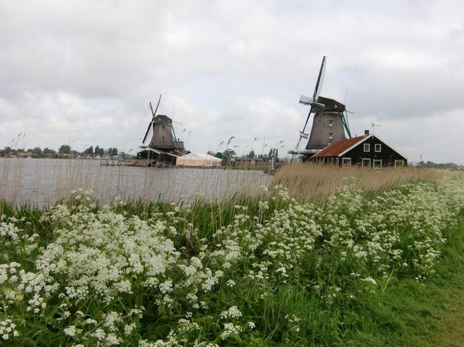 　オランダと言えば風車・・　でも世界遺産の風車付近を通過してしまったので、アムステルダムから近い風車を見に行こうということになりました。<br />