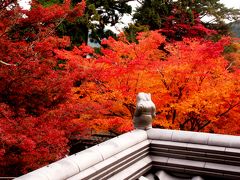 秋を恋う…義父とダンナと私の漫才トリオが行く？丹波路の紅葉巡り（常瀧寺・高源寺・円通寺・高山寺・石龕寺）