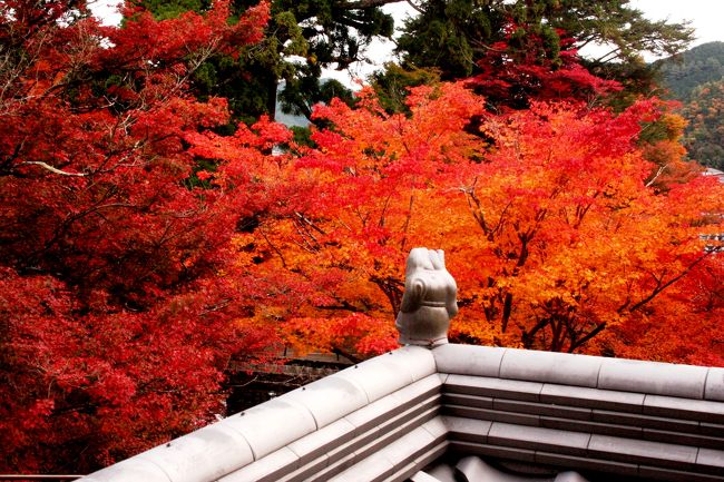 丹波には、紅葉の名所の古刹がいくつかあります。<br />その中の、常瀧寺・高源寺・円通寺・高山寺・石龕寺の丹波紅葉三山を含む５寺に、紅葉を愛でにお義父さん、ダンナ＆私の３人で出掛けました。<br />いつものメンバーです…(笑）<br />（無料化されている舞鶴若狭自動車道を利用して、行ってきました。）<br /><br />お義父さんと私は、我こそは〜！とばかりに、カメラを抱え、競い合うようにして、シャッターチャンス！を…、より美しい紅葉を求めて、うろうろ…。<br />二人の熱心な撮影ぶりに時間を持て余し気味の運転手役のダンナ…。<br /><br />お義父さんとダンナと私の『漫才トリオ？！』が紅葉を求めての丹波路巡りです。<br />因みに今回の発案・先案内は、お義父さんです。<br />今回は、積極的に提案・指導してくれました＾＾<br /><br />今回は、お寺のウンチクや建物その他は今回は置いといて…<br />とにかく、紅葉ONLYでいきます。。。<br />帰宅して、写真をチェックしての私の感想は…「真っ赤〜！」<br />今年の紅葉は、綺麗です。。。<br />