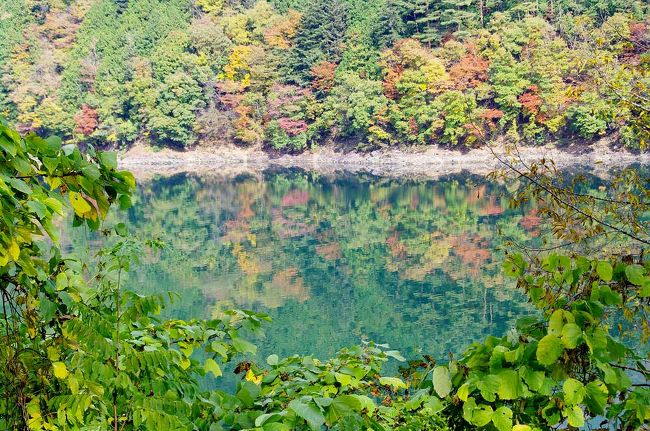 そろそろ紅葉はどうだろう・・東京近辺で紅葉が見れるところを探したら「奥多摩湖」が見頃！行ってみるか〜！ということで朝7時44分新宿発の快速ホリデーおくたま１号に乗り、奥多摩へ向かいました。<br />あまり下準備をしないで行ってしまったのでいろいろありましたが・・熊にも遭遇せずに、湖に映る紅葉を見ながら楽しい奥多摩ハイキングを楽しみました。