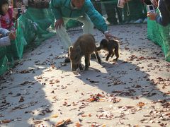 福知山三段池　動物園　ウリ坊　みわちゃん