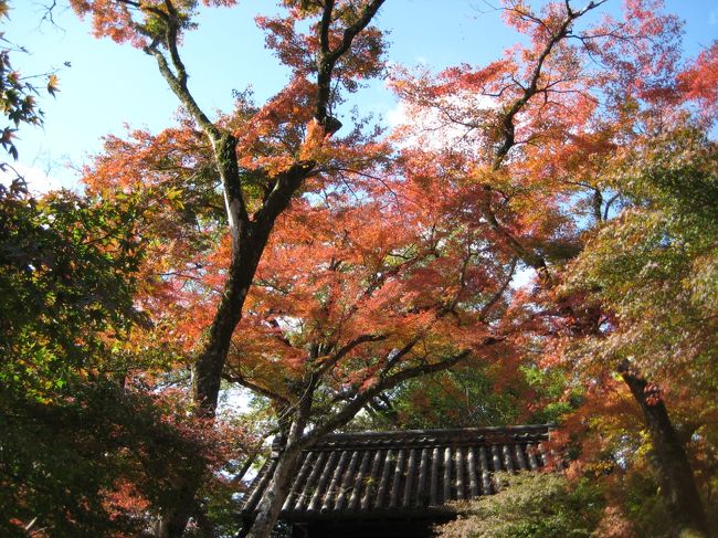 福岡の紅葉の名所・・秋月を散策しました<br /><br />秋月・・<br />　「筑前の小京都」とも呼ばれています！