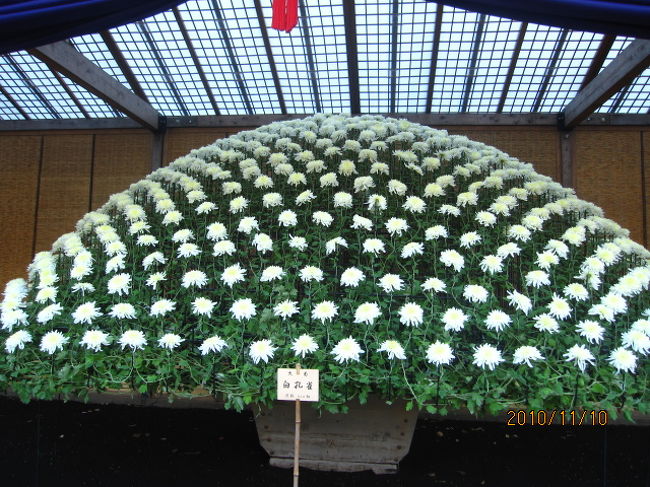秋の褒章、文化勲章に合わせて毎年１１月１から１５日までの２週間、新宿御園では菊花展が行なわれている。正式な名称は「菊花壇展」と言って、何箇所かの花壇のそれぞれ特徴ある菊の花が展示されている。<br /><br />日本の花の象徴として桜が広く世界に知れ渡っているが、日本の正式な国花は「菊」。天皇陛下からの御下賜品が菊の紋章のついた桐の箱に入っているだけで、その中身がタバコであれ何であれ、その家の家宝として末代まで大切に仕舞われていた。<br /><br />「菊と刀」はルースべネデイクトの著作で有名であるが、菊は天皇家のみならず、その気品と清らかさは多くの日本人の心に深く根ざす美の基準でもあった。中国人が豪華賢覧な牡丹を愛でるのと好対照的な日本人の美意識でもある。<br /><br />菊展が始まって既に１０日目。しょっぱなの頃の賑わいがないとしても、今もなお多くの人を寄せ付けている。各花壇の前で記念写真を取る人。声も漏らさず感嘆の表情をしている人。じっくりと、前から横から斜めから眺めすかす人、人、人。<br /><br />それぞれの思いを籠めた観衆を前に、花壇の菊は堂々と枝を広げ、花を咲かせ、或いは又懸崖に美を競う。菊と日本人。古来１０００年の昔から、日本人に好まれ、愛で、育まれてきた美の精髄が秋の青空の下にあった。<br />