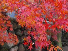 紅葉の郡上八幡を尋ねて　街歩き最終編　卯建と紅葉の町に陽も落ちて