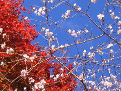 四季桜の里　小原（Obara)川見薬師寺　桜と紅葉のコラボ　