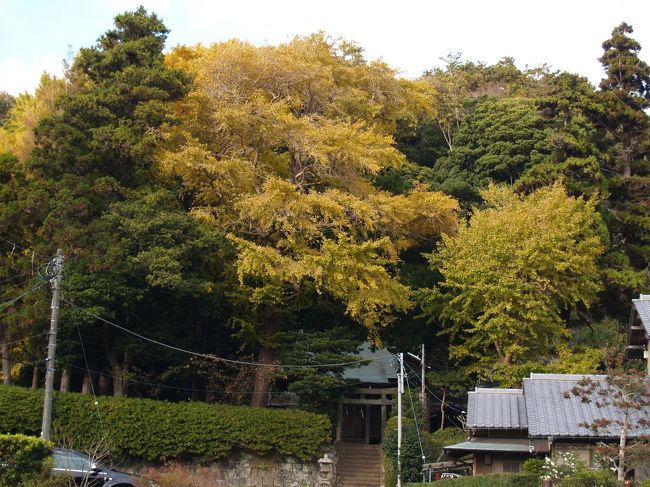 　鎌倉市十二所に鎮座している十二所神社（じゅうにそじんじゃ）は、熊野十二所権現社と呼ばれ、光触寺の境内に鎮守社として祀られていたが、天保9年（1838年）村人によりこの地に移されたといわれている。明治以降は天神七柱、地神五柱を祀っている。境内には、山の神、疱瘡神と宇佐八幡、地主神の小さな社や石廟があり、百貫石（実際の重さは約28貫（112kg））もある。<br />　十二所（じゅうにそ）という地名の由来にもなっている神社の割には、社殿は小さなものだ。境内に聳える大きな4、5本の銀杏の木が紅葉していた。右横の平地にかつては神宮寺があったのであろう。端に十二所神社の境内の銀杏よりも立派な木がある。こちらの紅葉の方が綺麗だ。<br />（表紙写真は十二所神社）