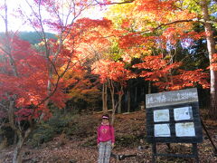 愛知県民の森　紅葉を見に散歩