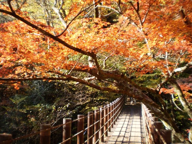 11月17日に行く予定を天候の具合を見て1日前倒しして茨城の紅葉をめぐってきました。<br />湾岸葛西ICから中央環状線を経由して常磐道を一路ハンドルを握り高萩ICを降りました。<br />巡る所は北茨城の花貫渓谷→竜神峡→袋田の滝→月待の滝<br />寒い1日でしたが朝から良い天気でした。<br />袋田の滝では、日帰り温泉に入湯してきました。<br />ラッキーなことに貸切状態で露天風呂では紅葉を満喫しての入湯でした。