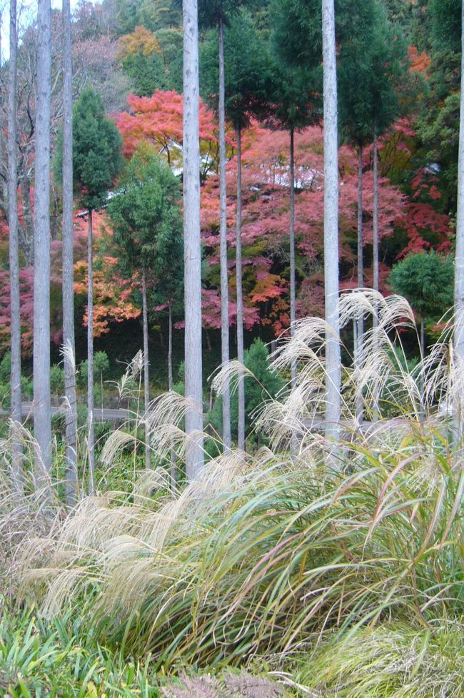 「京都名庭100選」の一覧リストはコチラをご覧下さい。<br /> →http://shokyoto-kyoto.seesaa.net/<br /><br />金閣寺から「きぬがけの道」を辿り、さらに高尾から「周山街道」を北へ向かうと、北山杉と紅葉が見事なコントラストを醸し出しています。<br />「平岡八幡宮」(9月17日〜11月30日公開)は、神護寺の守護神として弘法大師(空海)が平安初期に宇佐八幡を勧請し創建したもので、室町時代に焼失したときも足利義満が再建し紅葉狩りにも訪れたといいます。<br />「花の天井」は、江戸末期に神殿天井に44種の花が描かれたもので、「花の御所」に住んでいた花好きの義光の時に描かれていたとの説もありますが、強引に結びつけたい気持ちも分からぬではない。<br />また椿が有名で、樹齢200年の紅椿や白玉椿伝説の白椿など約200種の椿もありますが、残念ながら蕾がいっぱいの中にわずかに開花しかけの状況でした。<br /><br />「宗蓮寺」(拝観自由)は、高山寺から更に北に入るので訪れる人も殆どいませんが、北山杉に囲まれたひっそりした山間にある室町時代に創建されたという山寺です。<br />ここの魅力は、北山杉と四季折々の花々のコラボレーションです。<br />最も華やかな時期は10月の秋明菊ですが、春の桜、秋の紅葉も素晴らしい。<br />秋明菊はわずかに残骸が残っていただけでしたが、紅葉とすすきと北山杉の3ショットが、ここでしか見れない鄙びた秋の景色を演出していました。<br />案内標識もなく人里離れた京都の山寺でしたが、十分に来た甲斐のあった古刹でした。<br />