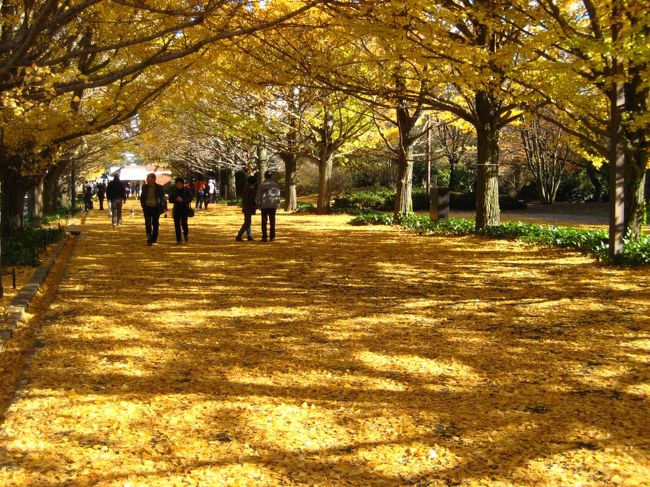 秋が深まった公園に行ってきました。<br /><br />二ヶ所のイチョウ並木は落葉が進み、黄色の絨毯になっていました。<br />日本庭園はじめ所々で紅葉も見られました。