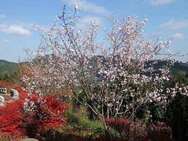 埼玉の神川町の桜が見ごろになったというので紅葉と桜のコラボを見るために出かけてみました<br /><br />埼玉なので近いと思ったら大間違いです<br />高速の渋滞にはまったというのもあるのですがめちゃくちゃ時間かかりました<br />これで見れなかったり天気が悪いと最悪ということになるんですが無事に青空バックに桜と紅葉の風景が見れてラッキーという感じです<br />