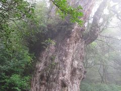 屋久島ー２−縄文杉登山