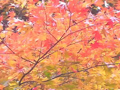 北茨城の紅葉を求めて・・・花貫渓谷の絶景紅葉