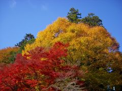 2010年11月　本日は秋晴れ・紅葉狩り日和なり　ｉｎ　高尾山