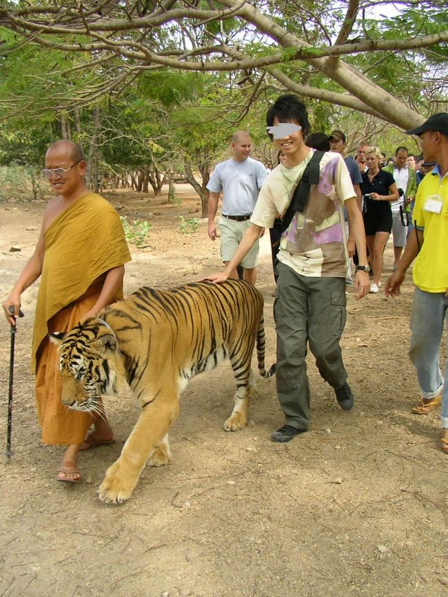 2007年元旦、有名なタイの「タイガーテンプル」へ。<br /><br />虎の保護を謳ってる寺院なのに・・写真撮影は有料！？<br /><br />動物の保護ってほんと複雑だ（＾＾；<br /><br />ちなみにトラは、タワシみたいな感触だった。