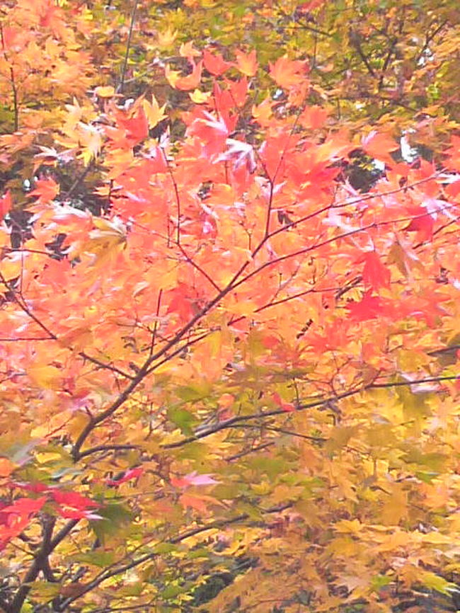 北茨城の紅葉を求めて 花貫渓谷の絶景紅葉 高萩 茨城県 の旅行記 ブログ By ちょびれさん フォートラベル