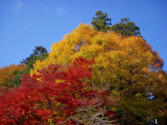 2010年11月　本日は秋晴れ・紅葉狩り日和なり　ｉｎ　高尾山