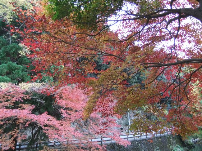 　室町時代に、西国（さいこく）の覇者として栄華を極めた“大内義降”の菩提寺である“大寧寺（だいねいじ）”の紅葉を訪ねた。<br /><br />　山口の変（または大寧寺の変）<br /><br />天文２０年（１５５１年）９月１日、“大内　義隆”氏は、長門深川の大寧寺で自害した。<br />（大内氏が自害した歴史の背景をよく知らないので、<br />まずは“大寧寺の紅葉”を楽しんで下さい。）<br /><br />　「大寧寺境内の墓碑」は、山口県指定史跡（昭和５４年２月６日指定）<br /><br /><br />＜アクセス＞<br />１）自家用車が便利です。<br />　国道３１６号線沿いにある、湯本温泉街の山村別館より県道３４号線に入り５分程度。<br /><br />２）ＪＲ美祢線「長門湯本駅」下車<br />　残念ながら、先の大雨で厚狭川に架かる、橋げた、線路を寸断され運休中です。<br /><br />　書きかけです。