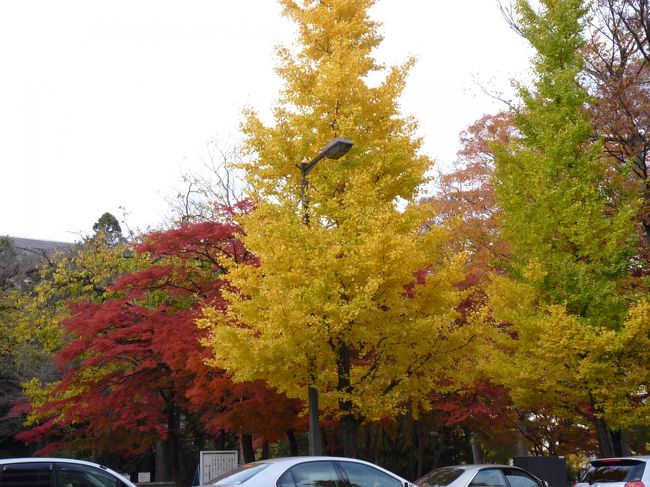 紅葉散策をどんよくにやっている中、市中心部に近いところになにやら仙台っぽい神社があることを知ったので訪問してみた。<br /><br />駅前周辺でもイチョウ並木がきれいに紅葉している11月中旬。<br /><br />緑豊かなこの都市はどこに行っても紅葉を見るのに苦労はしません。<br /><br />この神社も、子供たちが鬼ごっこをしている以外はひと気も無く、ひんやりとした空気と紅葉に囲まれとても落ち着くスポットでした。<br /><br />＊表紙は青葉神社ではなく勝山酒造近くの紅葉です。