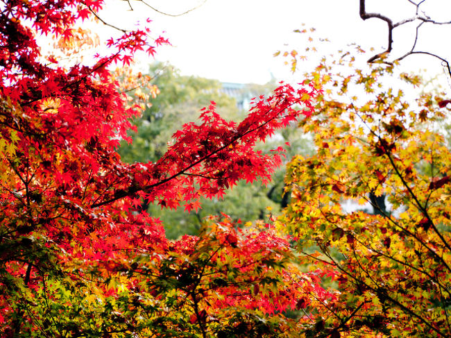 和歌山城の西ノ丸の紅葉渓庭園へ紅葉を散策に日帰りで出かけてみました。<br />一部の紅葉では、まだ色づいていないものもあったので、見ごろは、もう数日あとになるかと思います。<br /><br />今日、いった感じでは、人はたくさんいましたがそんなに混み合っているわけではありませんので、ゆっくり紅葉を楽しめると思います。<br />