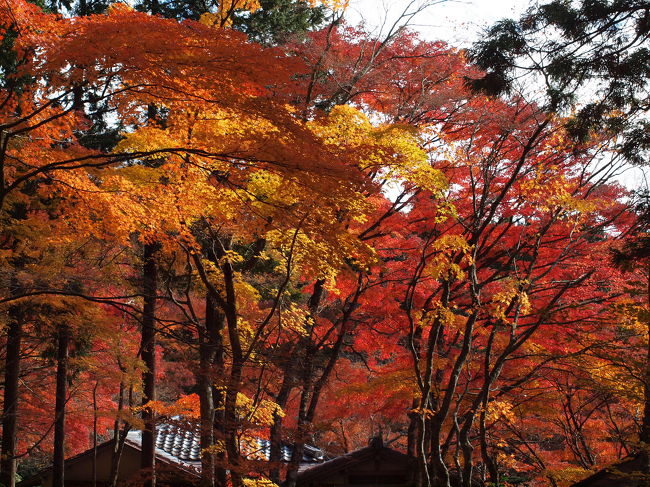 昨日、また箱根長安寺の紅葉を見て来ました。<br /><br />紅葉情報のため旅行記の順番を変更して、現地からアップしています。<br /><br />まさに、今、見ごろです。<br /><br />長安寺全山、黄色やオレンジ色に色づき、燃えるように輝いています!!<br /><br />素晴らしいの一言です。<br /><br />明日の休日に、箱根で紅葉狩りをお考えの方がいらっしゃいましたら、ぜひ訪れてみてください。<br /><br />お勧めします!