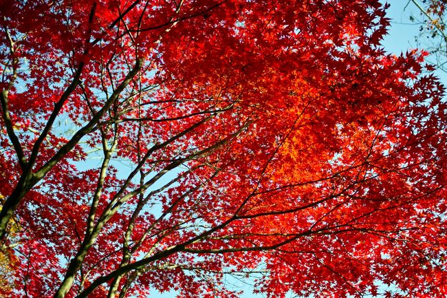 栃木県北東部の城下町、黒羽を紅葉を訪ねて歩きました。