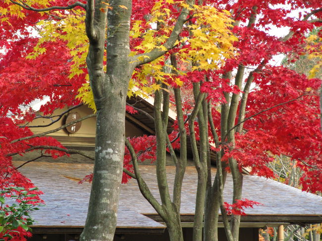 寝不足が続いていたので到着するまですんごい眠かったです。<br />でも到着したらぱっちり目がさめました、紅葉の昭和記念公園。<br /><br />本物の京都の紅葉名所は知りません。<br />いえ、小さい頃、大阪に住んでいたため、親に連れられて京都の紅葉狩りをしたはずですが、全く記憶に残っていません。<br />だから「まるで京都にいるみたいね」と感嘆しながら散策していた人の言葉を信じましょう。<br />いや、信じたくなります。<br />それほどに絵になる景色が次から次へ目の前に現れたから。<br />きっと京都も同じくらい人が多くて、うんざりしたかもしれないけれど（苦笑）。<br /><br />昭和記念公園の日本庭園は、実は二度目です。<br />初めて訪れたときは、桜や菖蒲の季節でもなく紅葉でもなく、真夏の緑の日本庭園で、しかも途中で雨に降られました。<br />でも緑濃い日本庭園にしっとりとした曇天と小雨はかえって似合っていたと思いました。<br /><br />関連の旅行記<br />「２年ぶりの昭和記念公園（3）しっとりと日本庭園」（2008年８月17日）<br />http://4travel.jp/traveler/traveler-mami/album/10265008/<br /><br />しかし、紅葉の日本庭園がこれほど鮮やかに変貌するとは、私の予想をはるかに超えていました。<br />本日、日本庭園に到着したときにはあいにく曇ってしまったため、紅葉が光に透ける様を日本庭園で堪能することはできませんでした。<br />でも考えてみたら晴天だと光と影の陰影が強すぎて、秋の日本庭園のしっとりとした魅力はうまく写真に取り込めなかったかもしれないので、かえって良かったかもしれません。<br /><br />〈タイムスケジュール〉<br />12:40　昭和記念公園到着<br />12:50-12:55　さざなみ広場と水島の池<br />13:15-13:55　イチョウ並木道<br />14:00-14:30　イロハモミジとコウテイダリアと渓流広場<br />14:40-16:05　日本庭園<br /><br />〈これも一つの念願だった紅葉の昭和記念公園の旅行記のシリーズ構成〉<br />□（1）さざなみ広場からイチョウ並木道<br />□（2）イロハモミジとコウテイダリアを愛でながら黄昏時の晩秋哀歌<br />■（3）京都になぞらえた人もいた日本庭園<br /><br />昭和記念公園の公式サイト<br />http://www.showakinenpark.go.jp/<br />リアルタイムの最新情報ページ<br />http://www.showakanricenter.jp/<br />