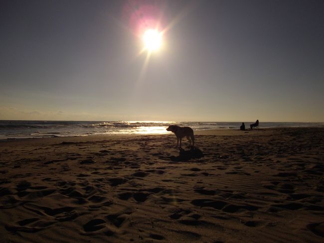 天気も良いし４連休を取った空飛犬quill君は美味しいお魚を食べたいと思いました。<br />奥様に相談したら即OK!(^^)!<br />手下のSalaも「おさかな食べる〜」と大はしゃぎで、朝から出かけることになりました。<br />１１時３０分に焼津さかなセンターに着けるように出発しました。<br />＊Salaはきっとさかなセンターに入れないので食べられないと思うけれど・・・・