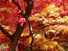 全山燃えるように赤く染まる最上山公園もみじ山